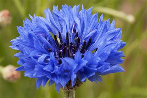 The black magic of the cornflower blue idol